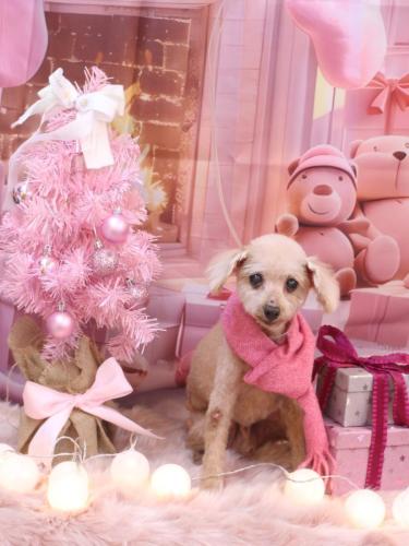 20241205モコくん